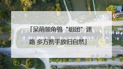呆萌领角鸮“组团”迷路 多方携手放归自然